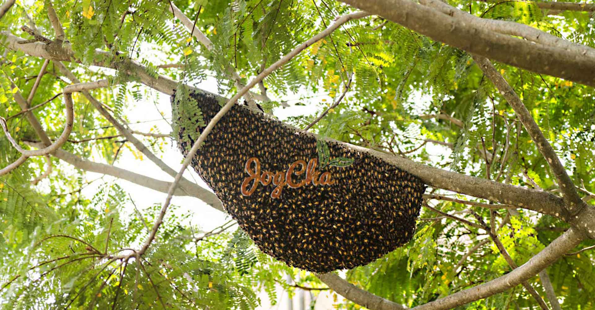 jual madu hutan alami jogcha